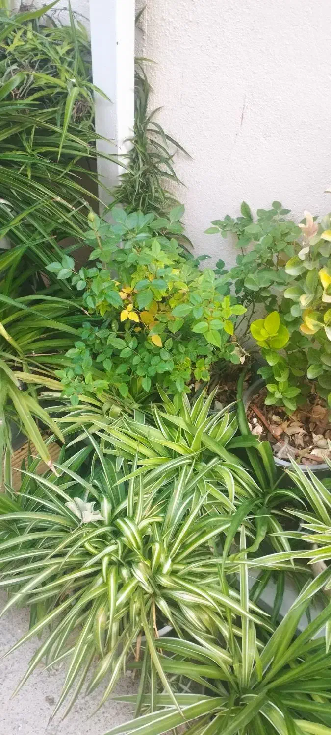 گل های طبیعی با یک زیره برای گل و وسایل|گل و گیاه طبیعی|کرمانشاه, |دیوار