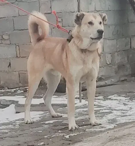 واگذاری سگ سرابی ۱۳ماهه|سگ|مهربان, |دیوار