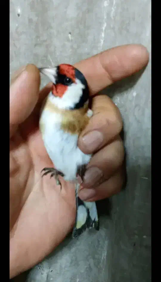 سهره چانه سفید|پرنده|نورآباد, |دیوار