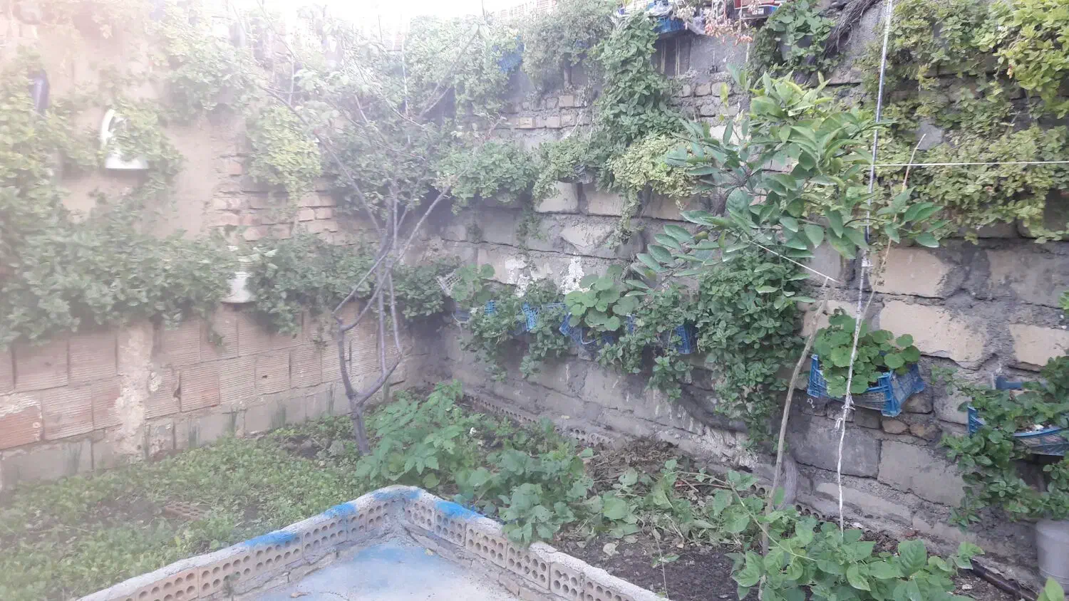 باغبانی|خدمات باغبانی و درختکاری|گنبد کاووس, |دیوار