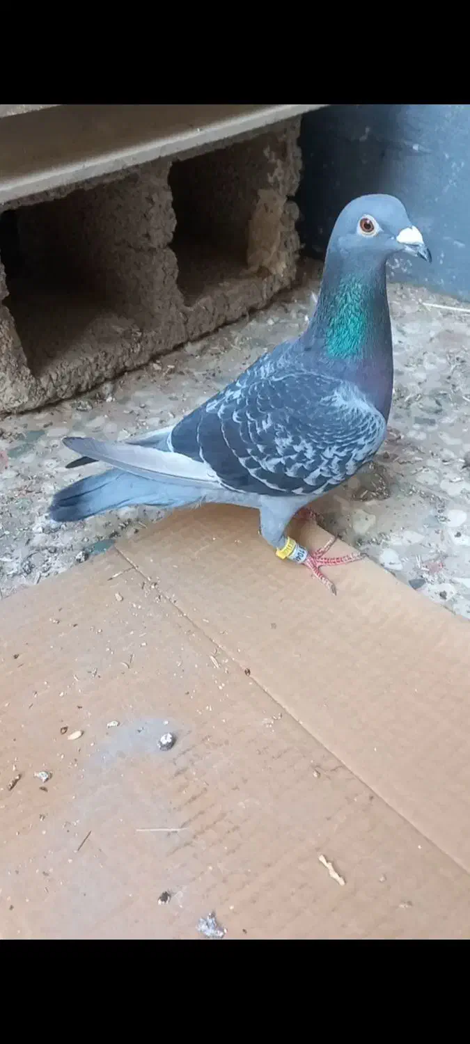 ماده عراق|پرنده|خرمشهر, |دیوار