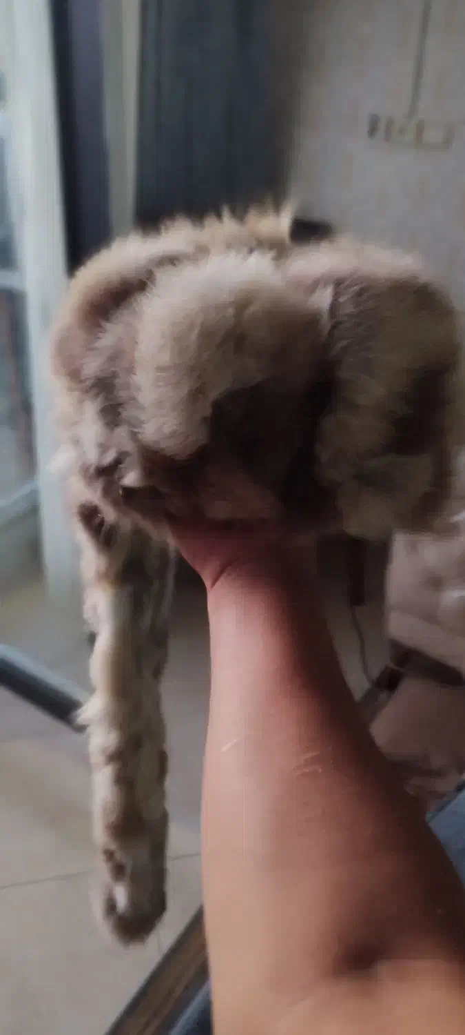 کلاه پشمی اصلی|لباس|شهرکرد, |دیوار