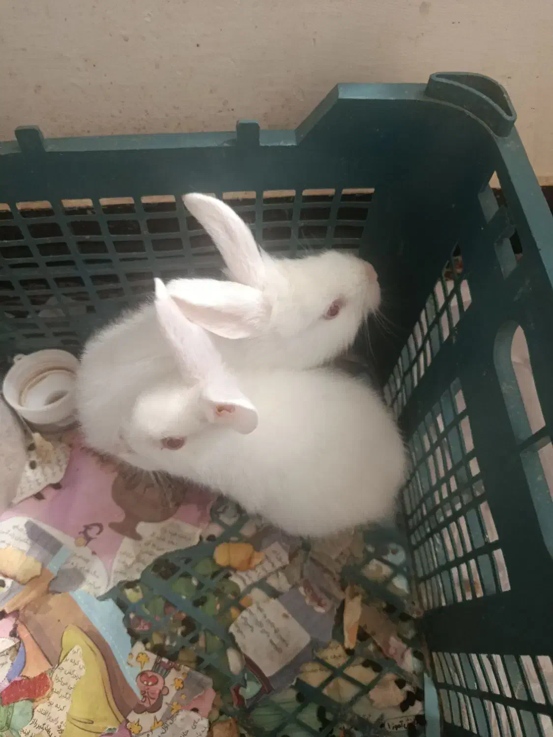 خرگوش|موش و خرگوش|مبارکه, |دیوار