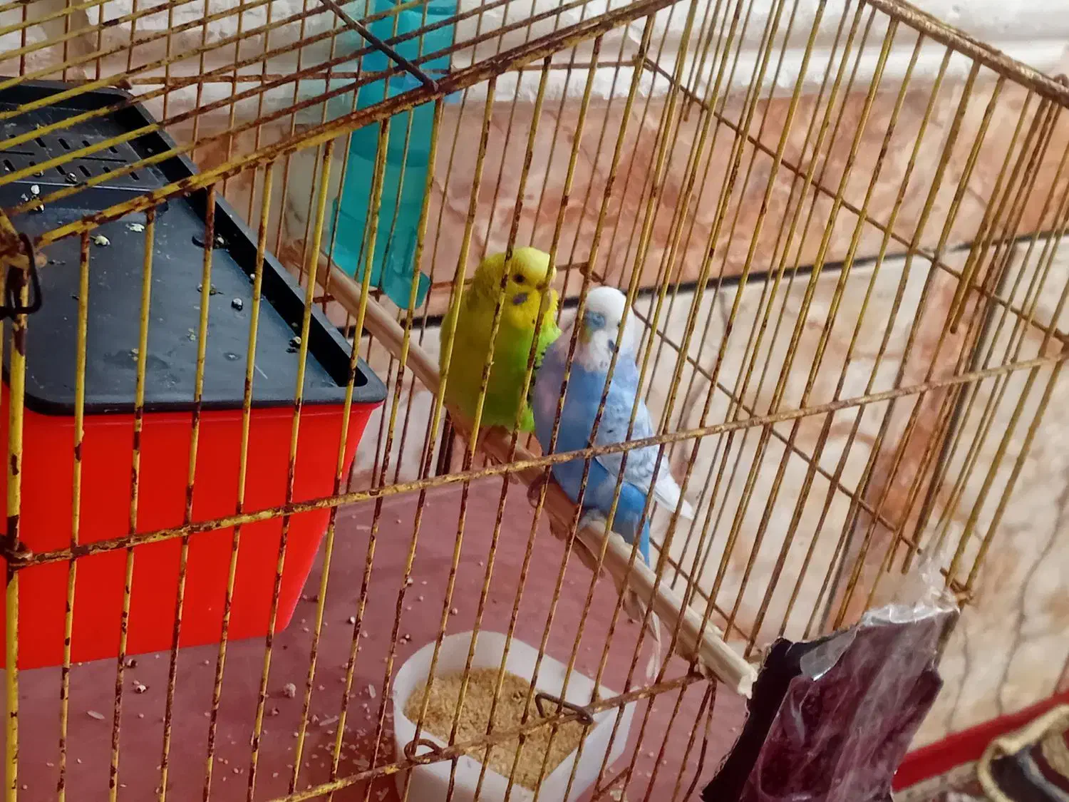 مرغ عشق نر ماده عالی|پرنده|باوی, |دیوار