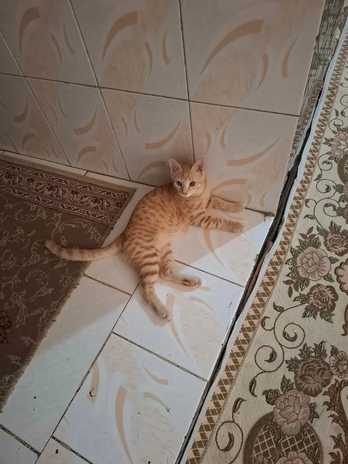 واگذاری رایگان بچه گربه|گربه|گلستان (تهران), |دیوار