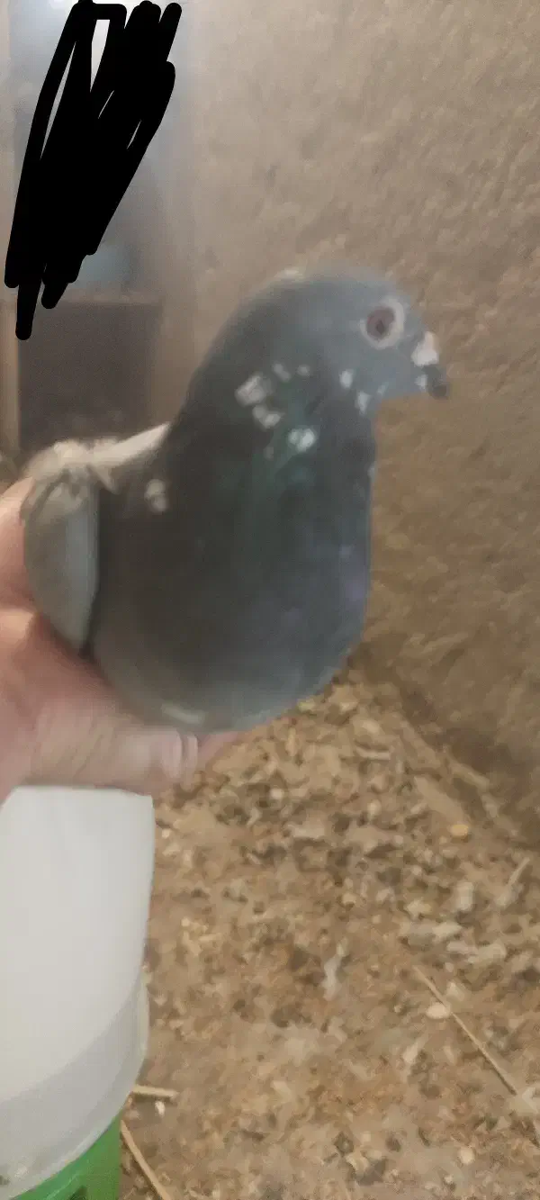 کبوتر پلاکی|پرنده|بندر گناوه, |دیوار