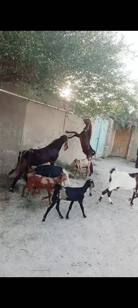 بز نیدی|حیوانات مزرعه|شادگان, |دیوار