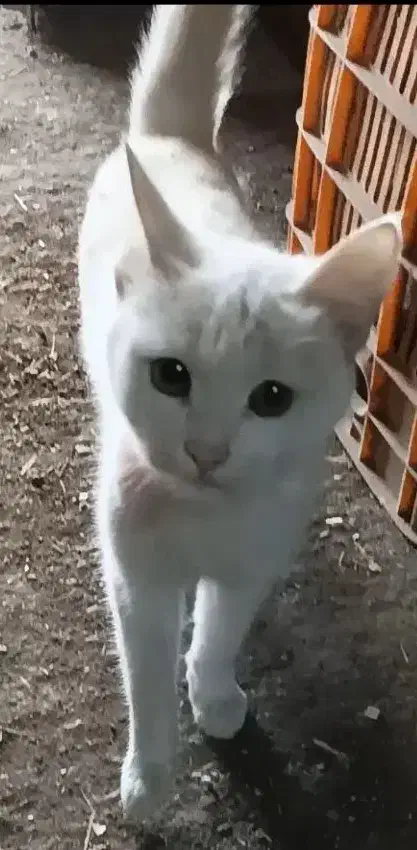 فروش گربه|گربه|مراغه, |دیوار