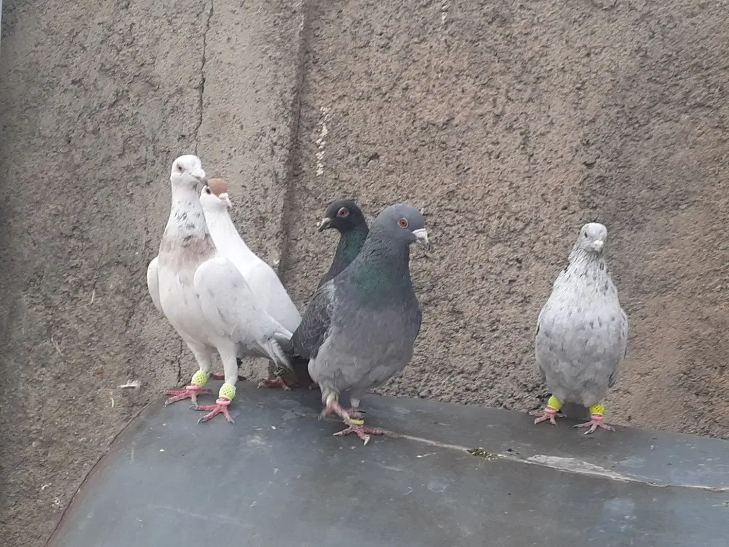 کبوتر|پرنده|مشهد, ایثار|دیوار