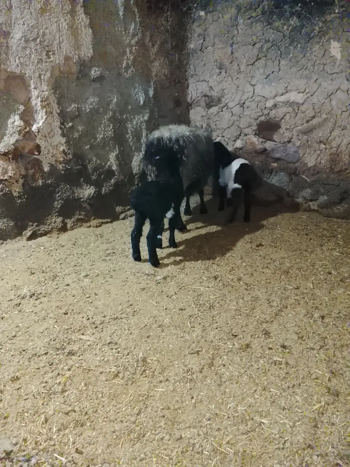 میش فروشی|حیوانات مزرعه|شاخنات, |دیوار