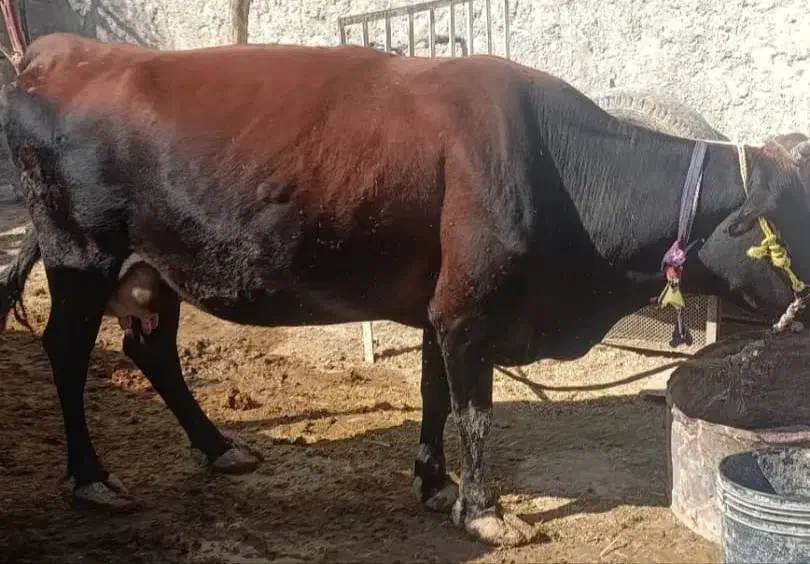 گاو جرسی جوان شیری|حیوانات مزرعه|بیرم, |دیوار