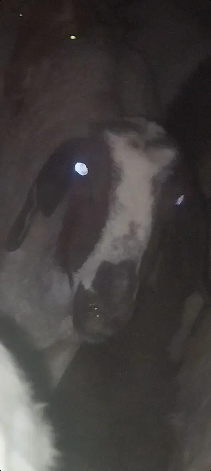 میش گمشده|حیوانات مزرعه|سیرجان, |دیوار