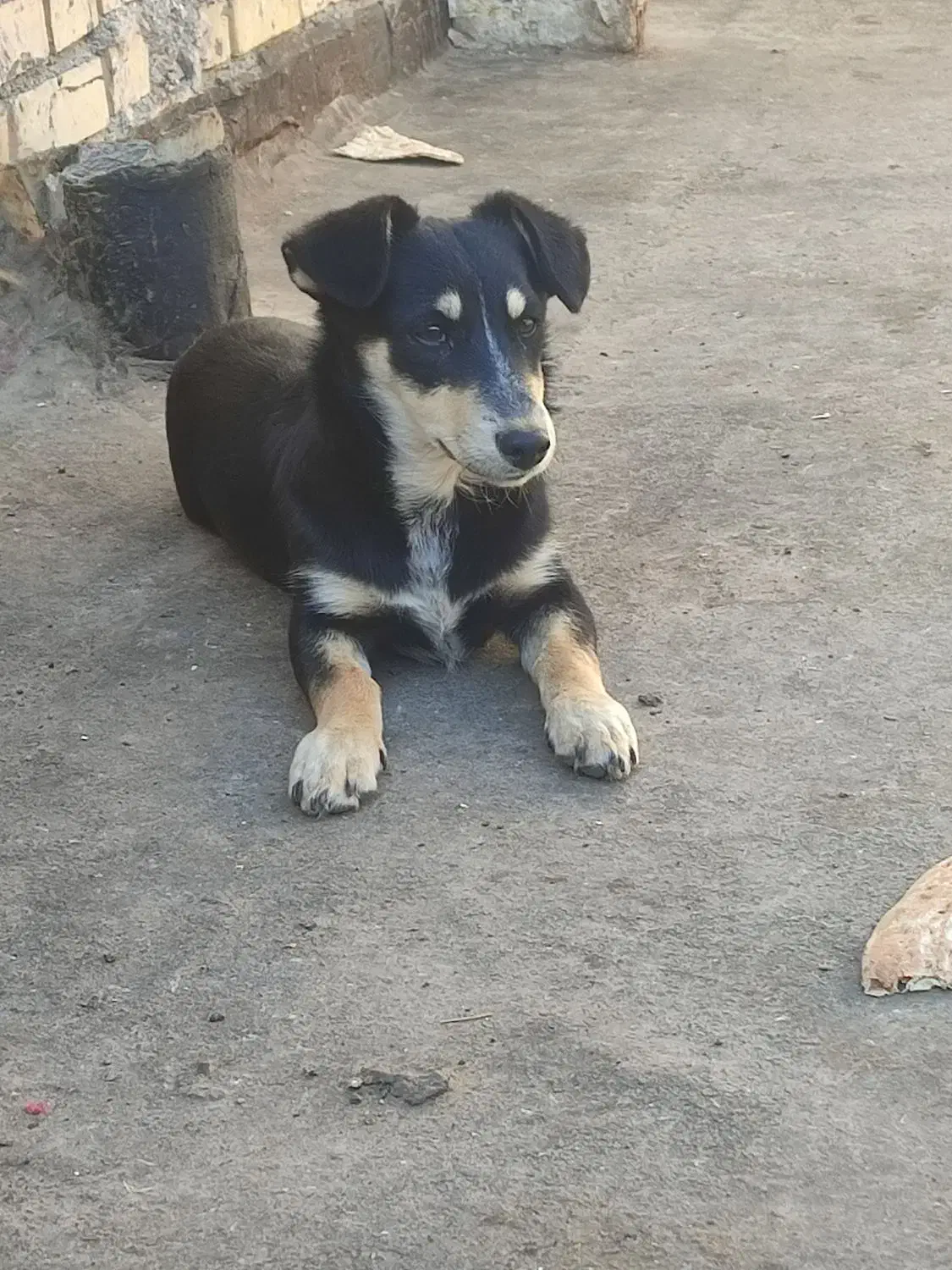 سگ پاکوتاه|سگ|مشهد, رده|دیوار