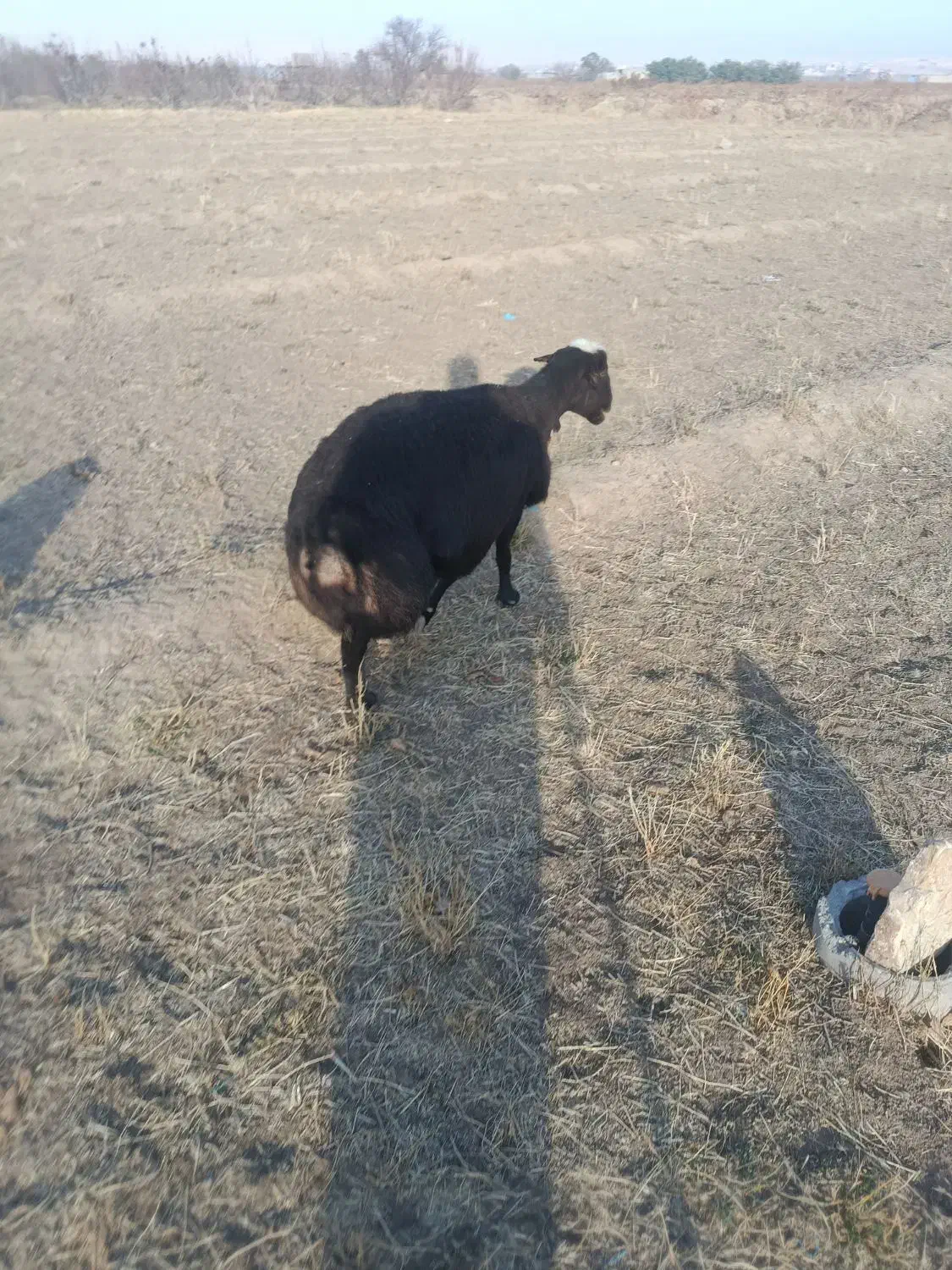 گوسفند چاق|حیوانات مزرعه|لیلان, |دیوار