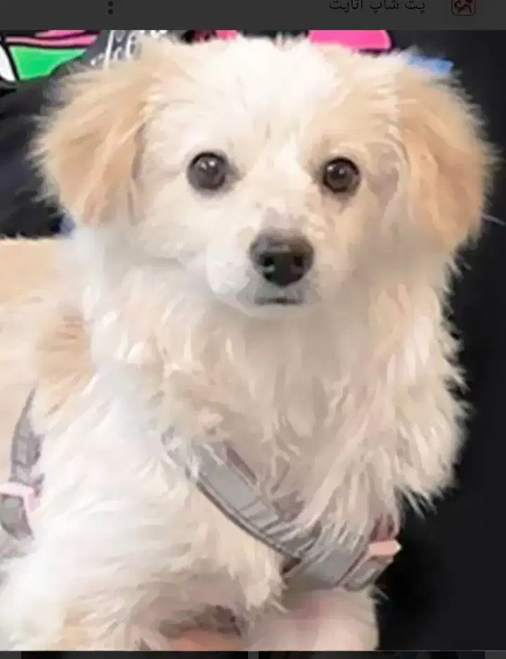 باسلام واگذاری سگ اشپیتزپامر عروسکی واکسن انگلتراپ|سگ|کرمان, |دیوار