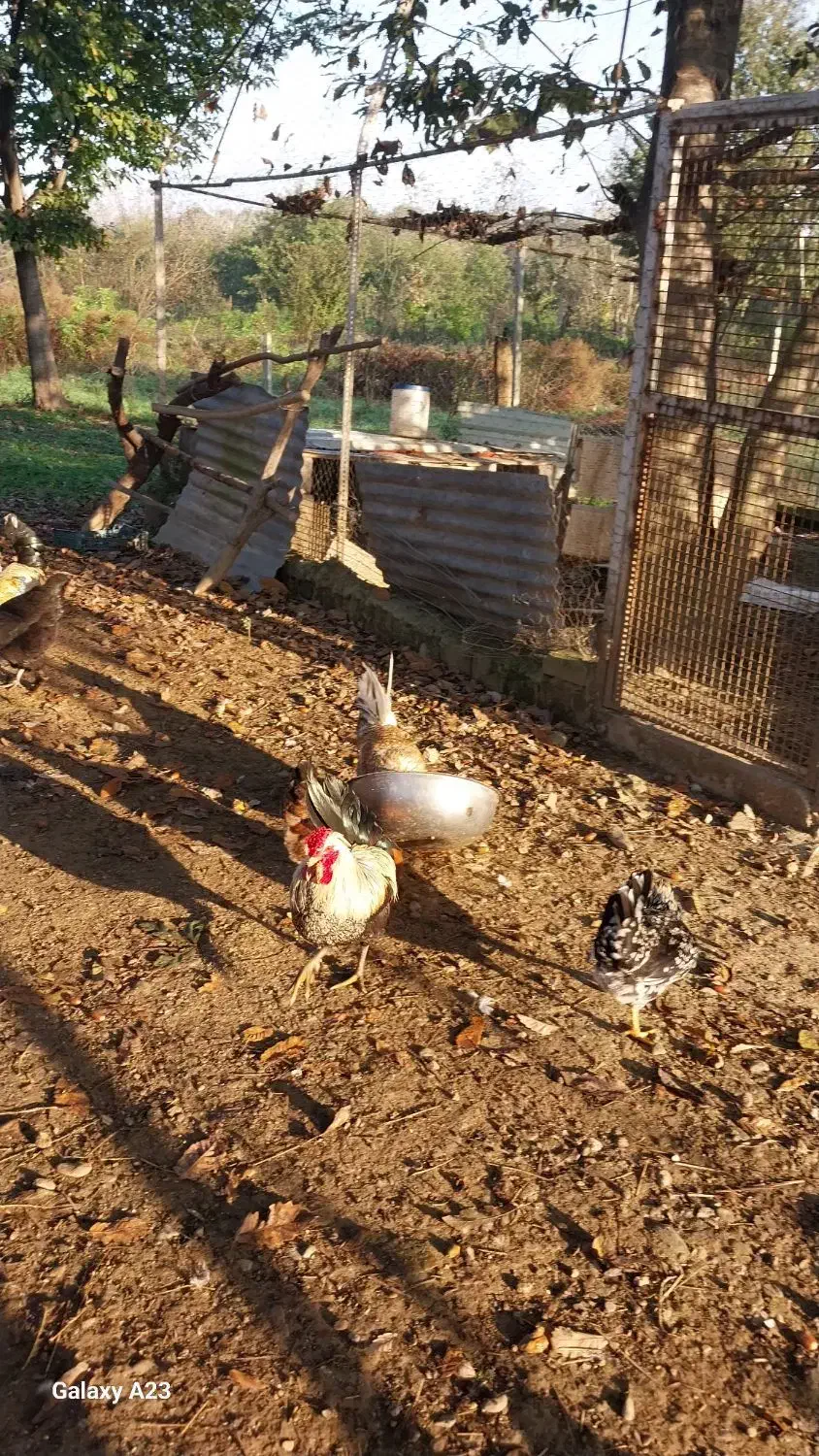 خروس گلین لری و مرندی و محلی و انواع دیگر|حیوانات مزرعه|لاهیجان, لفمجان|دیوار