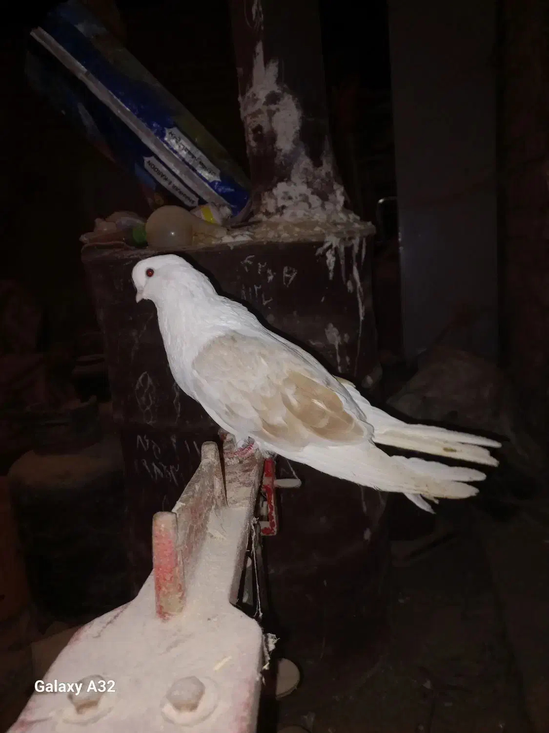 کفتر پشتار.دوکت|پرنده|هریس, |دیوار