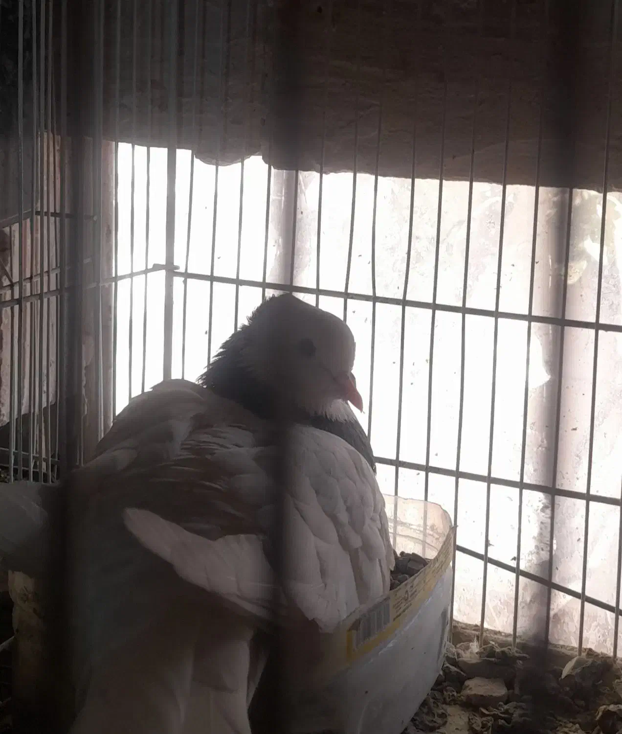 جفت طوقی رو تخم ..معاوضه با قناری .عروس|پرنده|تربتحیدریه, کلاته توکلی|دیوار