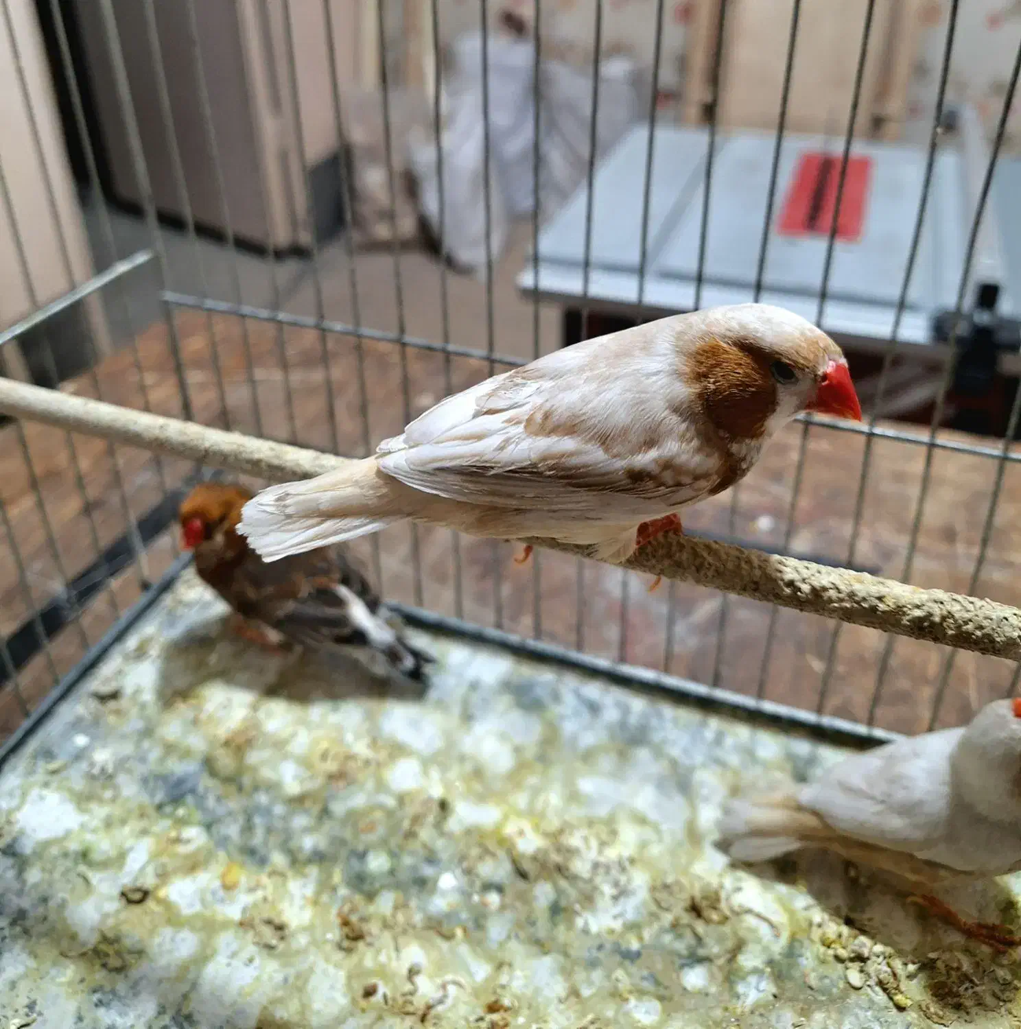 فنچ ایزابل ، اورنج|پرنده|ری, حمزهآباد|دیوار