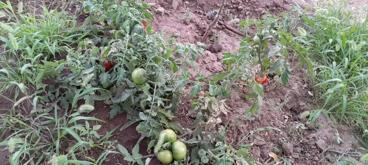 باغچه روستای وشنوه فروش یا معاوضه با تجاری|فروش دفتر صنعتی، کشاورزی، تجاری|قم, ناصردیوان|دیوار