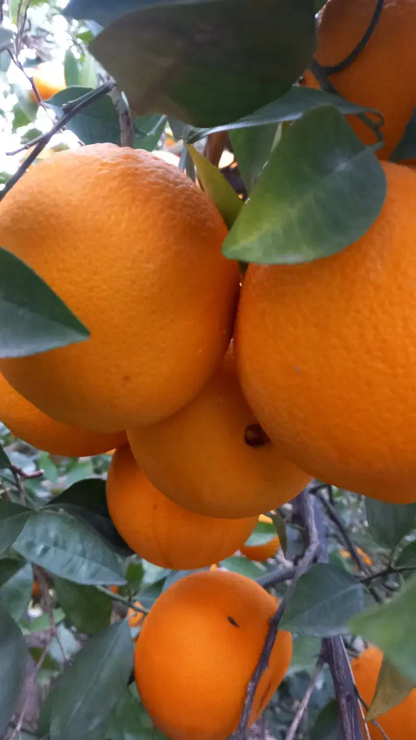 فروش نقدی ویکجا ۱۰تن تامسون روی درخت|عمده‌فروشی|ساری, |دیوار