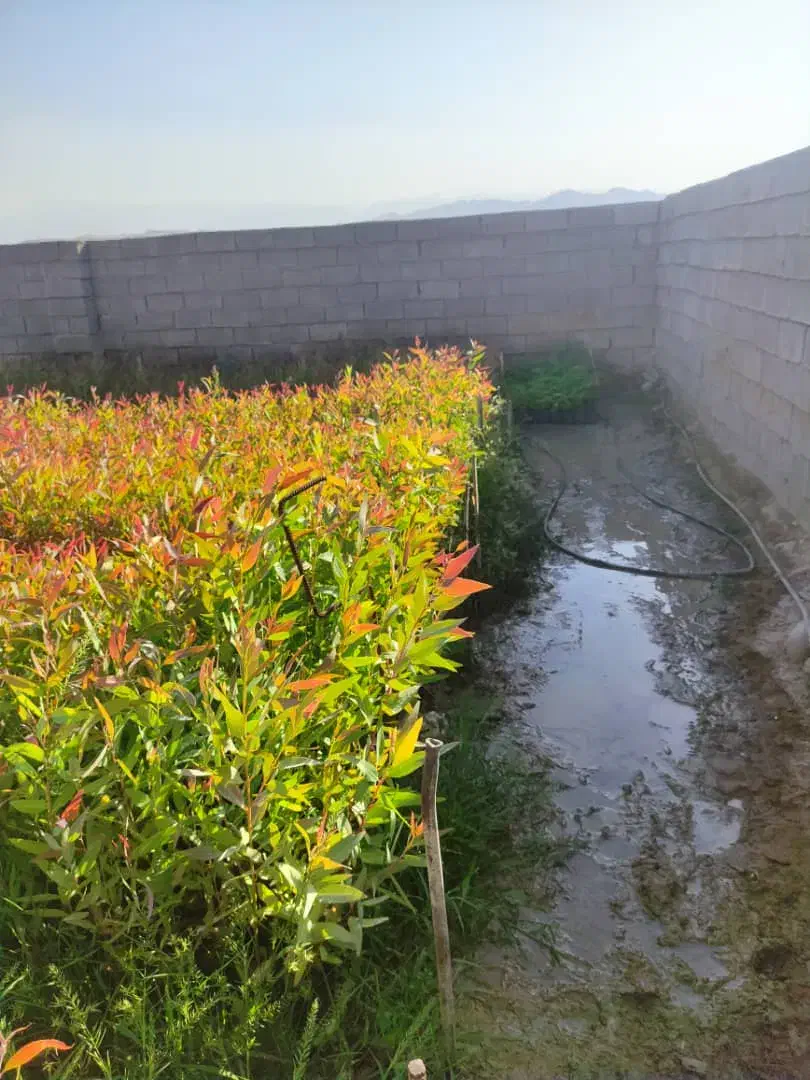 فروش عمده نهال اکالیپتوس|خدمات باغبانی و درختکاری|جهرم, |دیوار