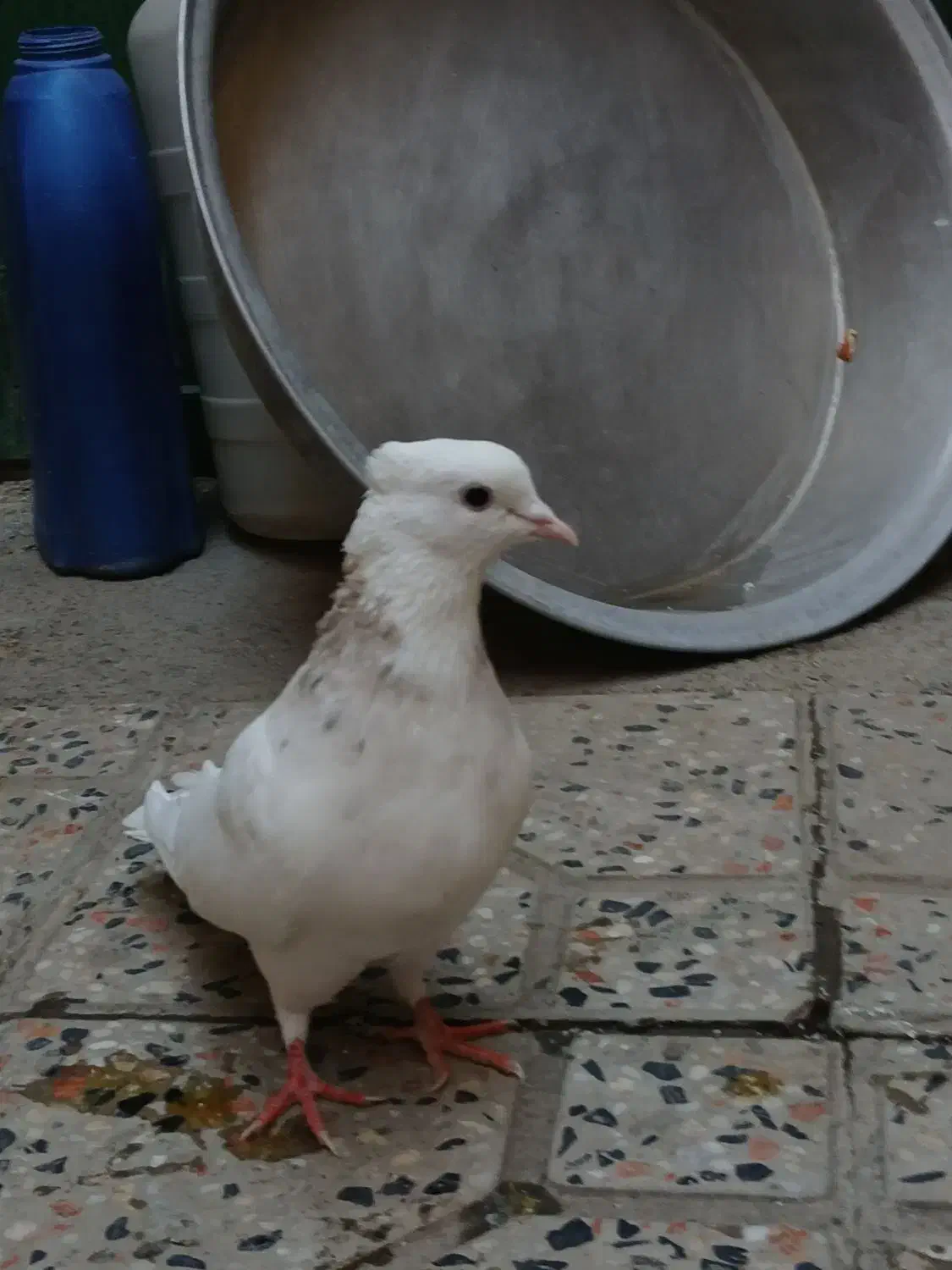 کبوتر طوق|پرنده|مریوان, |دیوار