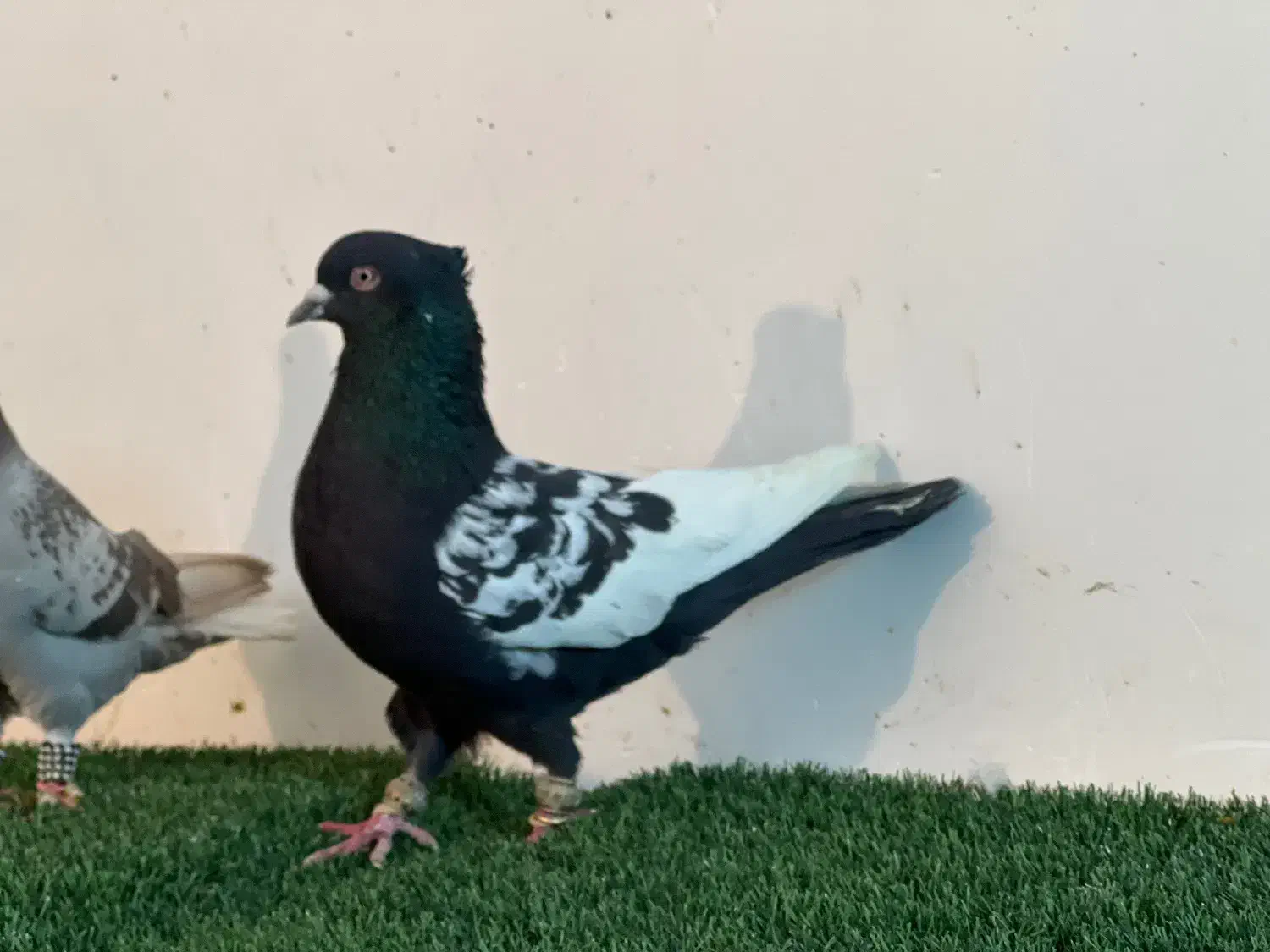 کفتر هوای|پرنده|مرودشت, ژیان|دیوار