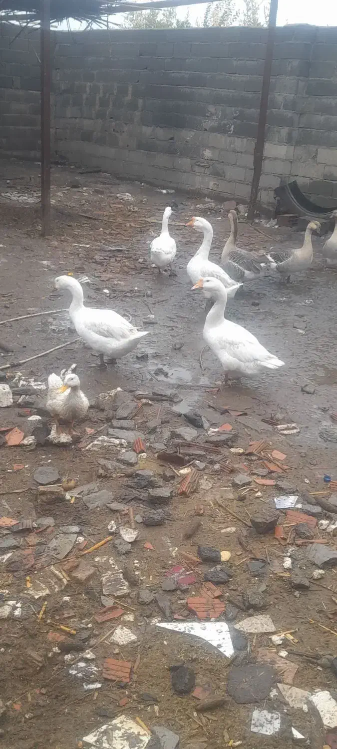 تخم غوغاز سفید|حیوانات مزرعه|علیآباد کتول, |دیوار