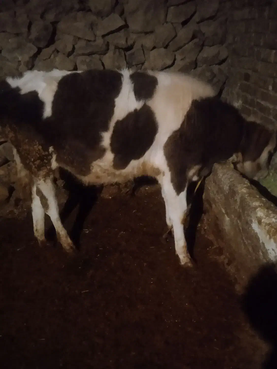 گوساله نر|حیوانات مزرعه|بلبان آباد, |دیوار