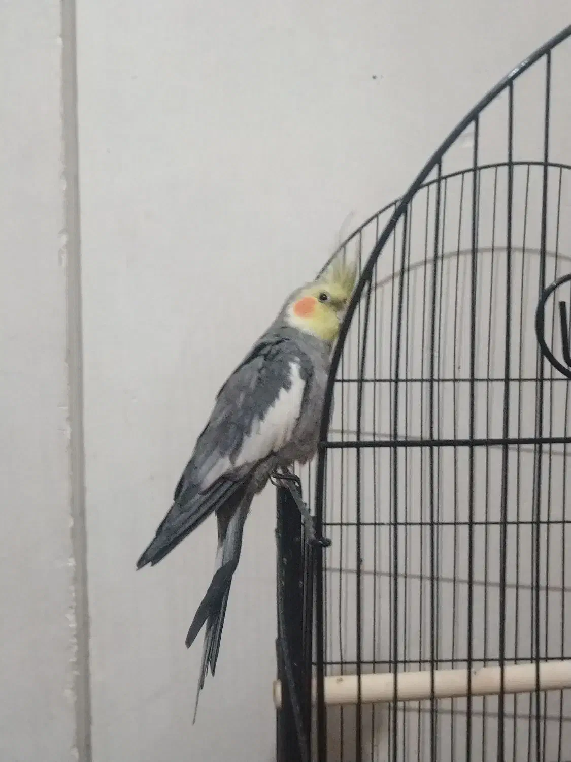 عروس هلندی نر سینامون|پرنده|تهران, سازمان برنامه جنوبی|دیوار