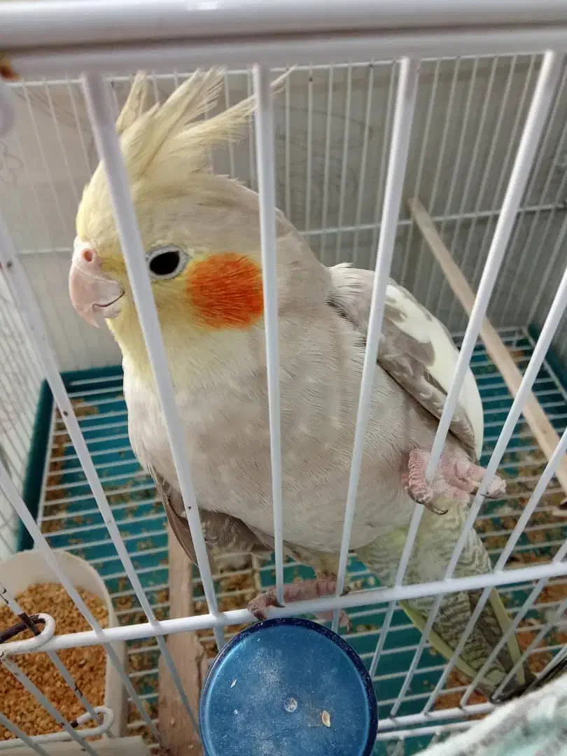 عروس|پرنده|ریگ, |دیوار