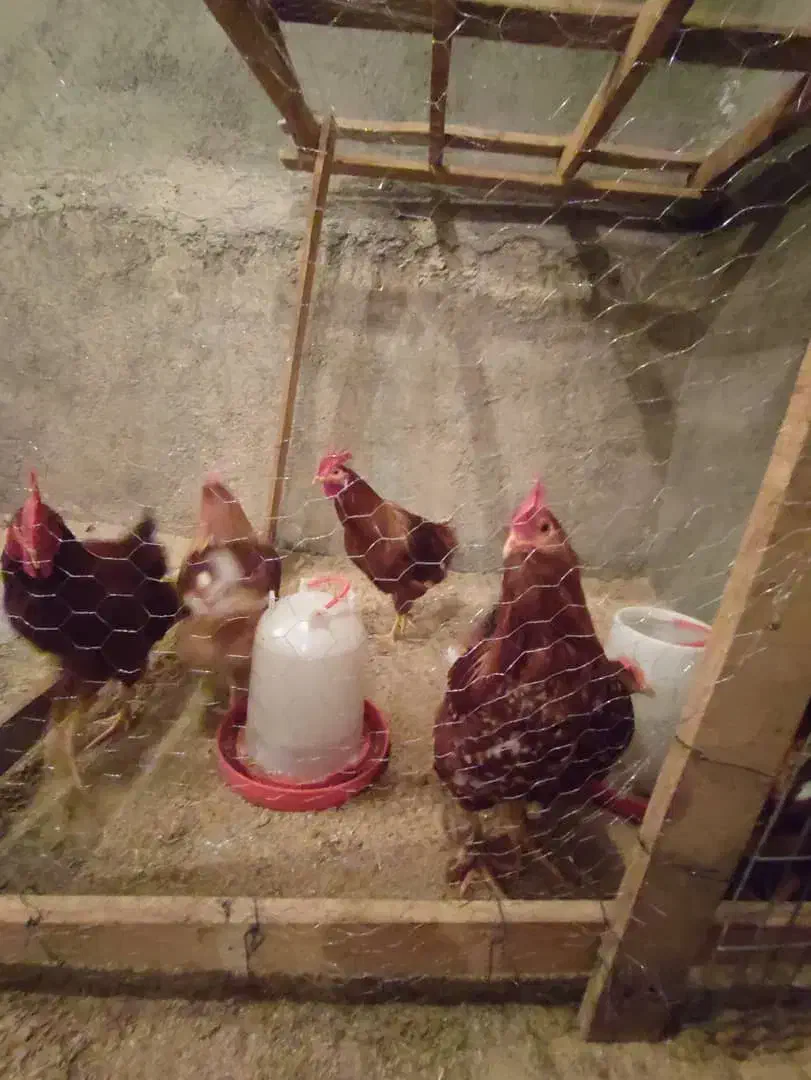 معاوضه خروس با سگ نگهبان|حیوانات مزرعه|دهگلان, |دیوار