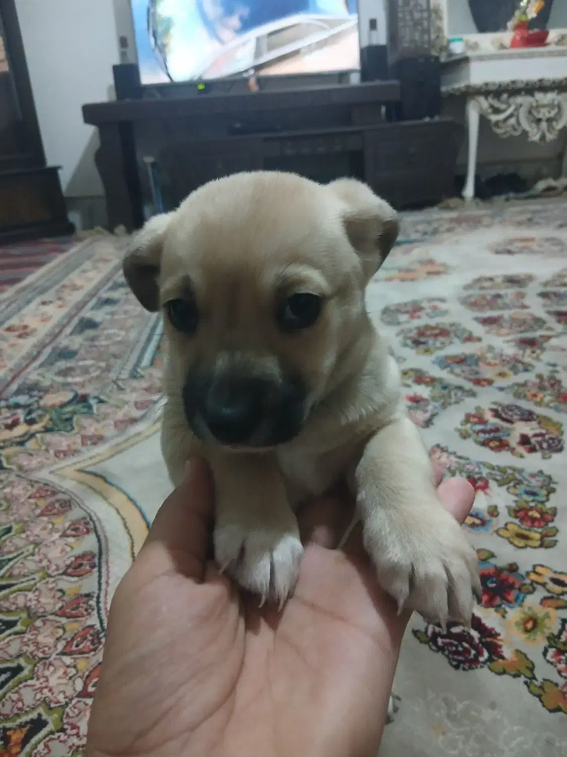 توله شیتزو|سگ|مشهد, توس (بلوار توس)|دیوار