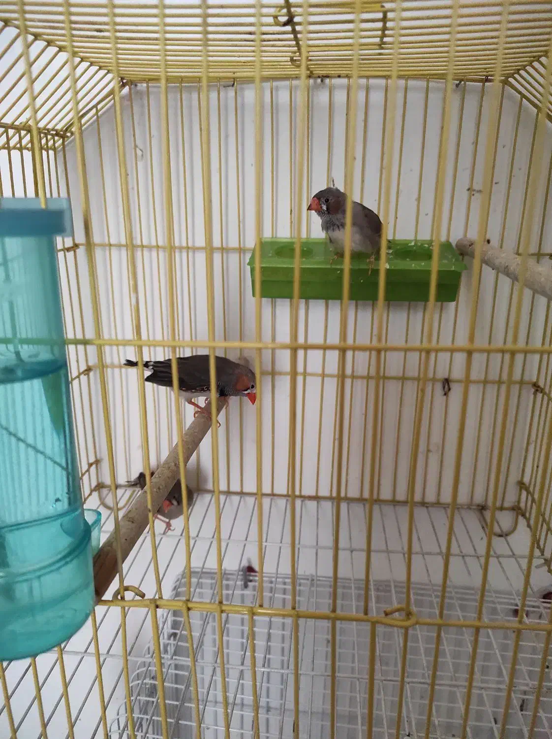 عروس هلندی و فنچ وقفس|پرنده|قزوین, |دیوار