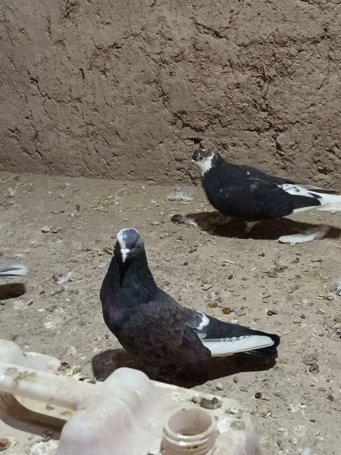 کبوتر|پرنده|زنجانرود, |دیوار