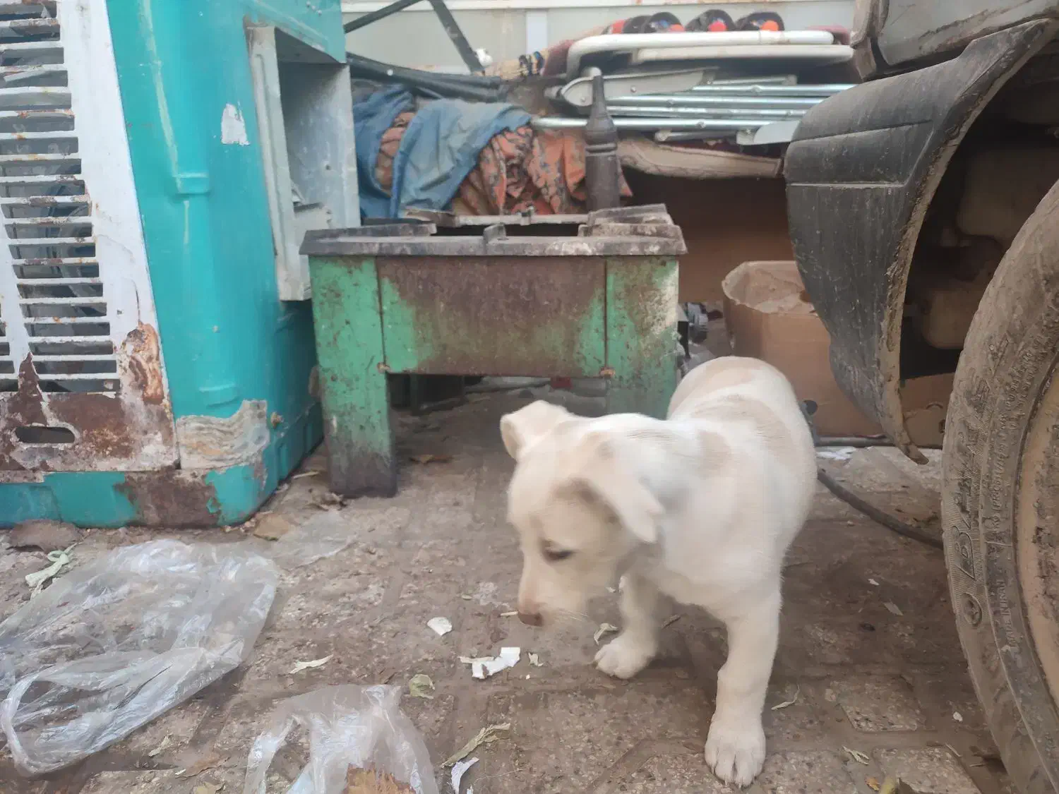 سگ پاکوتا|سگ|نیشابور, گنبد سبز|دیوار