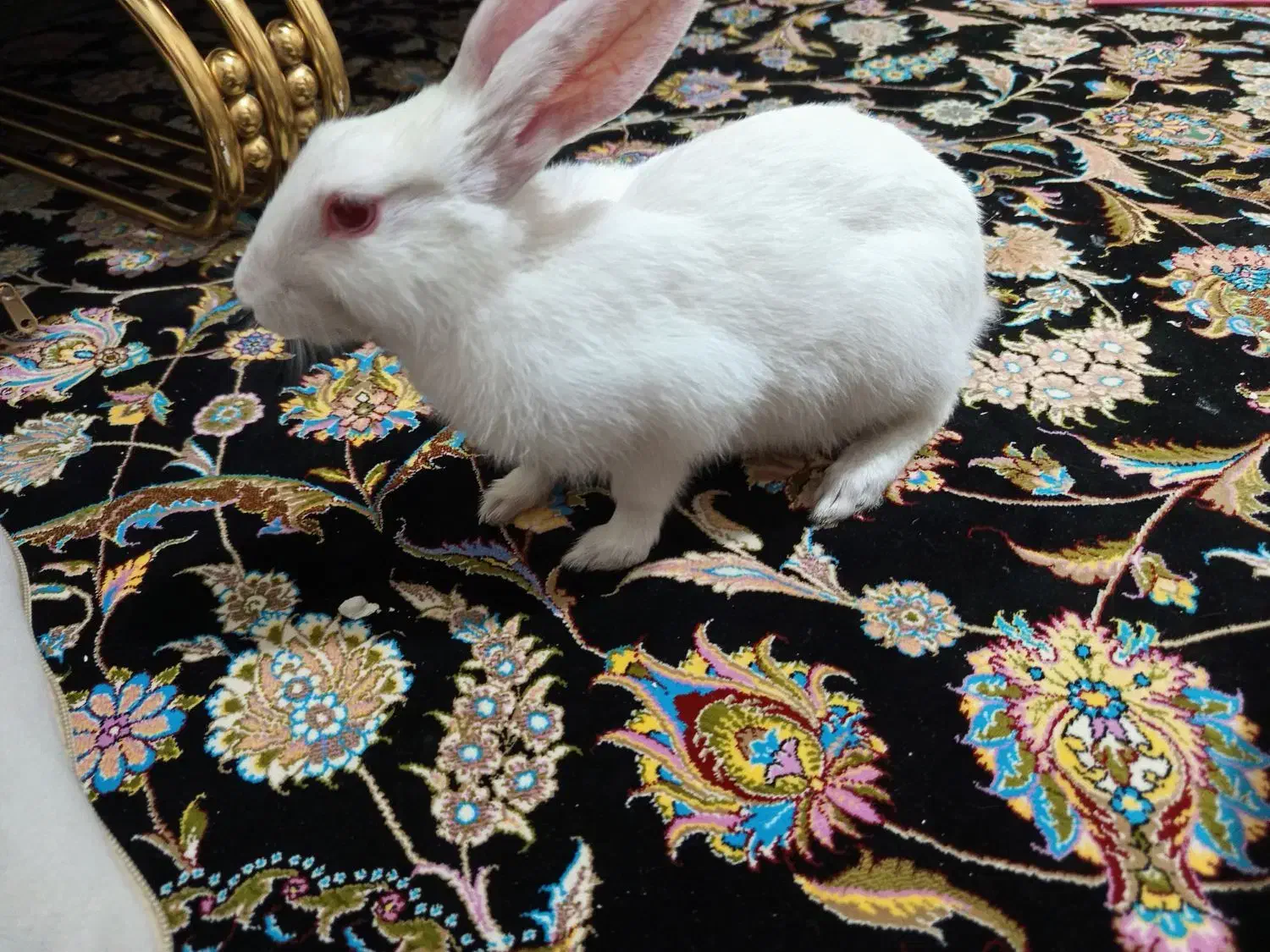 خرگوش بازیگوش و اهلی|موش و خرگوش|پرند, فاز ۴|دیوار