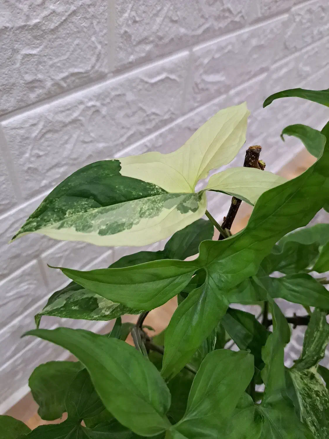 گل طبیعی خانه|گل و گیاه طبیعی|محمدیه-قزوین, |دیوار