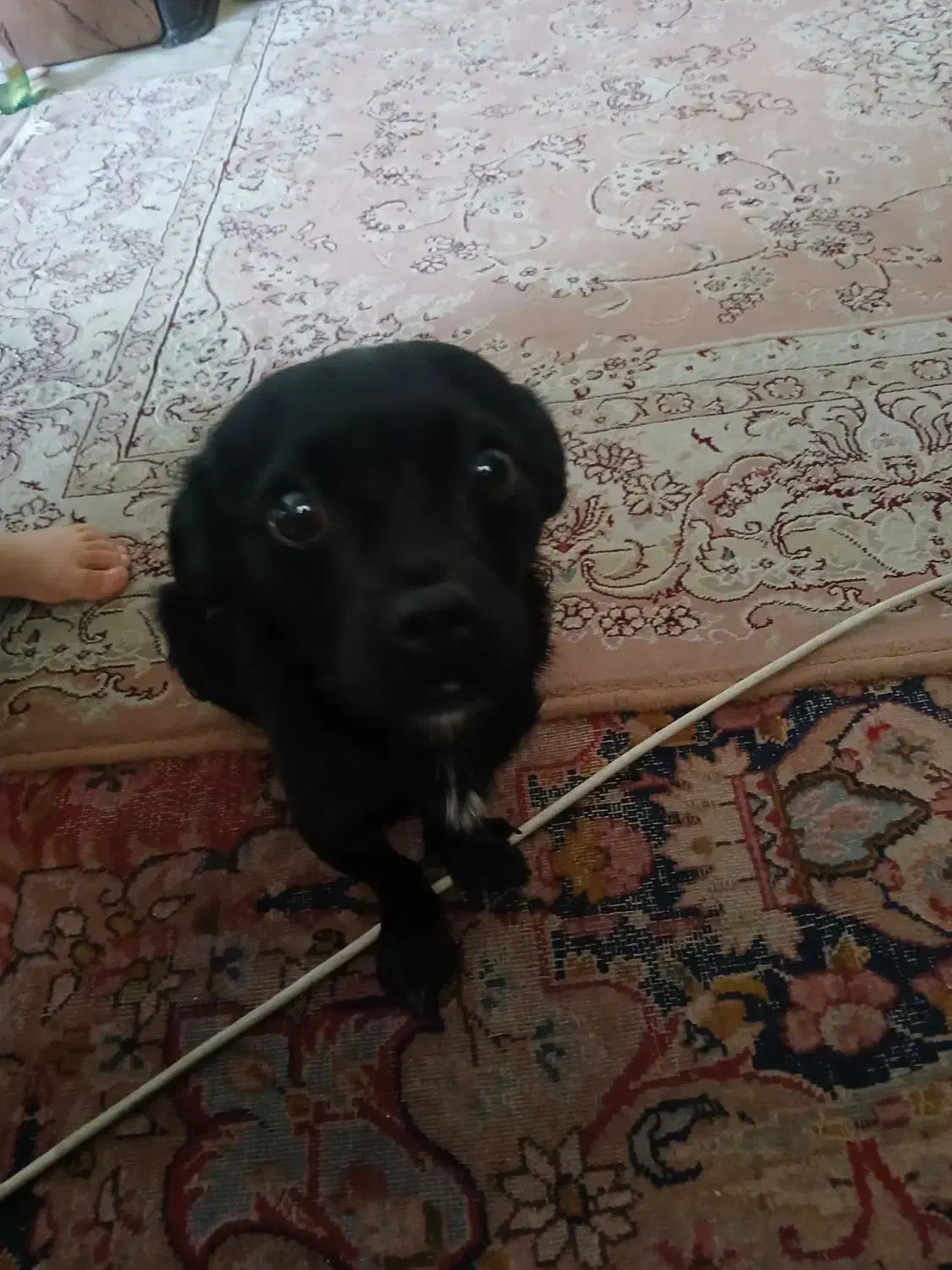 سگ اشپیتز نژاد دار|سگ|تبریز, |دیوار