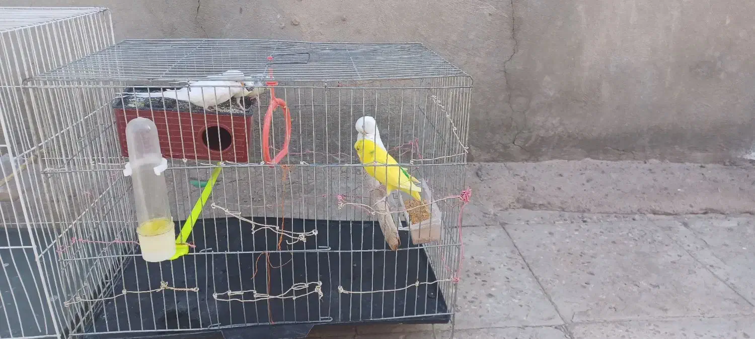 ۲جفت مرغ عشق    1جفت فنچ نرگسی|پرنده|خاش, |دیوار