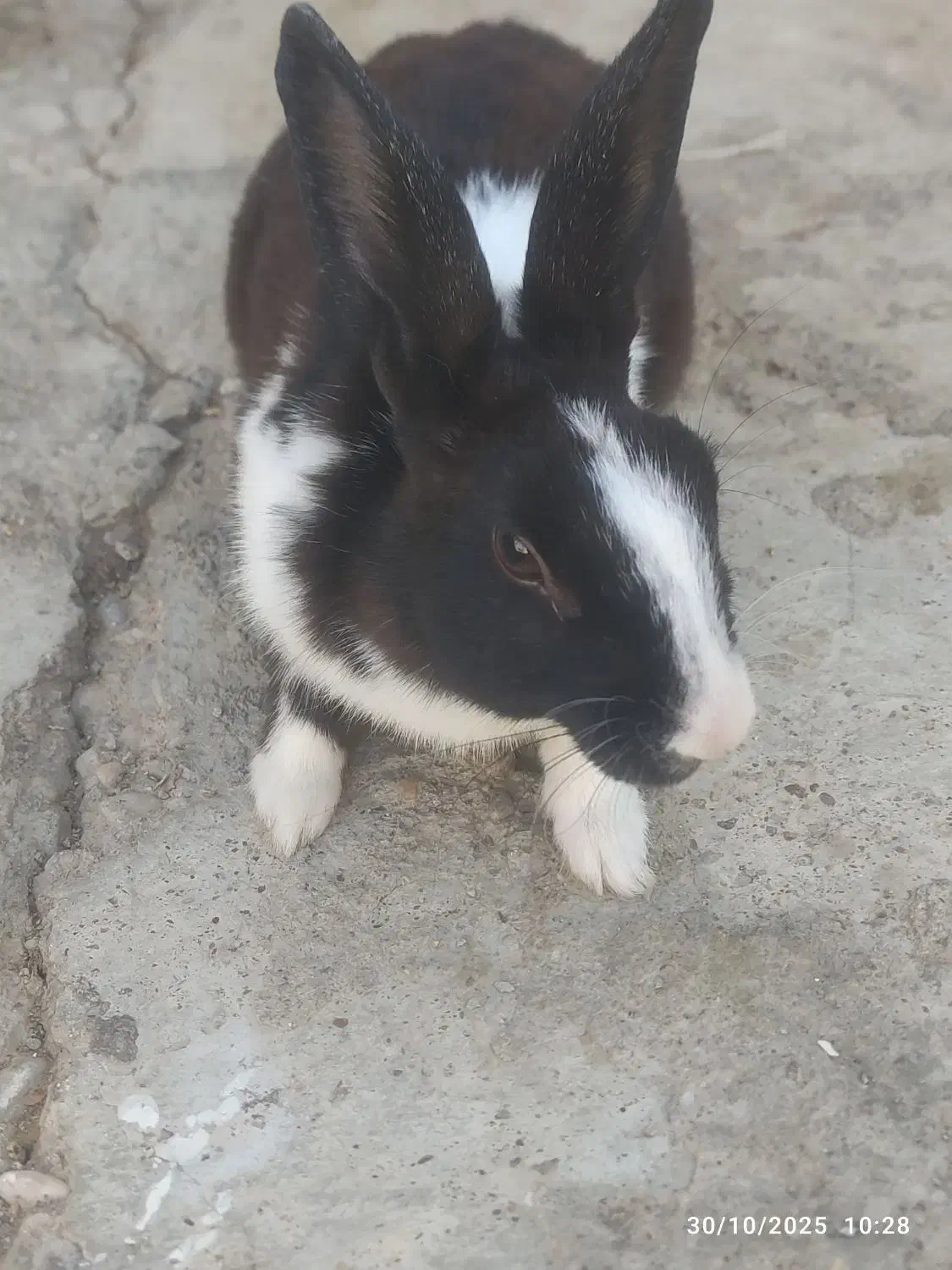 باهوش است|موش و خرگوش|مسجد سلیمان, |دیوار