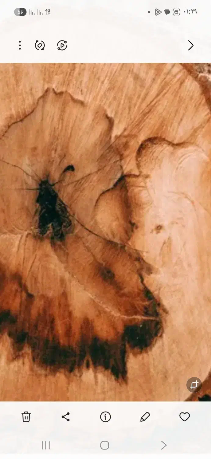 خرید چوپ صنوبر و جنگلی|خدمات باغبانی و درختکاری|لاهیجان, بازکیاگوراب|دیوار