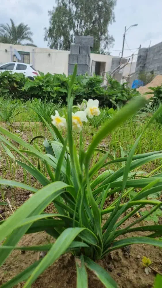 فروش ملک|فروش خانه و ویلا|چغادک, |دیوار