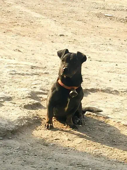 توله پیتبول|سگ|خمینی‌شهر, |دیوار