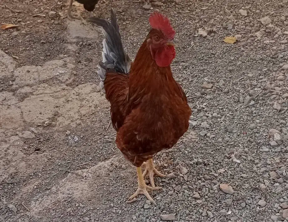 خروس ومرغ تخم گذار محلی|حیوانات مزرعه|سنندج, |دیوار