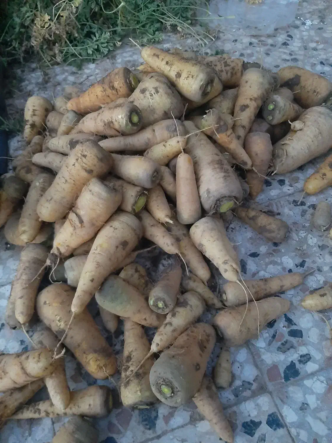 زردک|خوردنی و آشامیدنی|سبزوار, رباط|دیوار