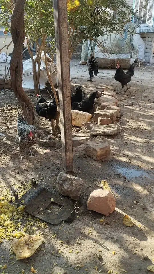 فروش مرغ خروس مرندی|حیوانات مزرعه|زرند, |دیوار