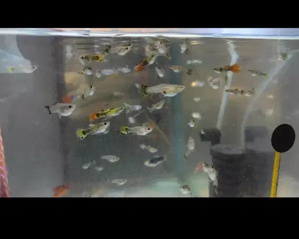 ماهی مخصوص شب یلدا|ماهی|بندرعباس, |دیوار