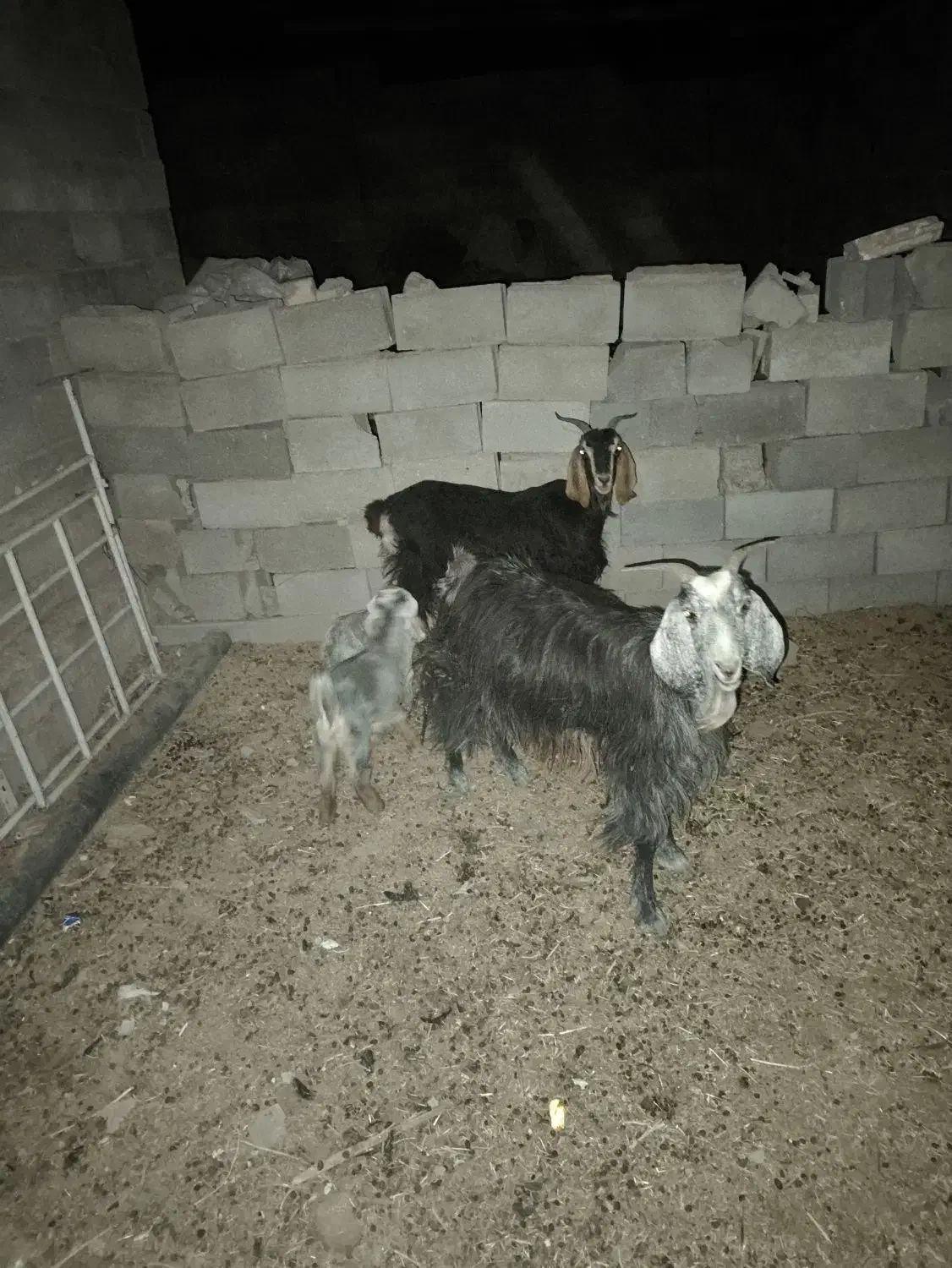 بز و کهره نر|حیوانات مزرعه|شیراز, داریون|دیوار